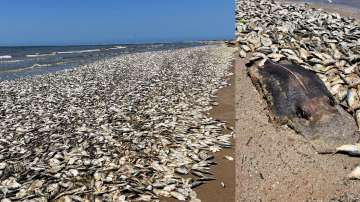 Tens of thousands of dead fish wash up on a Texas beach 