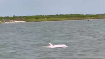 Rare pink dolphin off Louisiana coast goes viral 