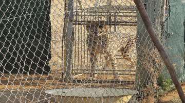 cheetah deaths, Kuno National Park, cheetah deaths, Tiger apex body, kuno national park madhya prade