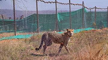 A Cheetah brought from South Africa to Kuno National Park in Madhya Pradesh (Representational image)