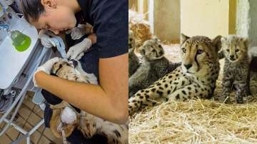 Radio collars of 6 cheetahs removed