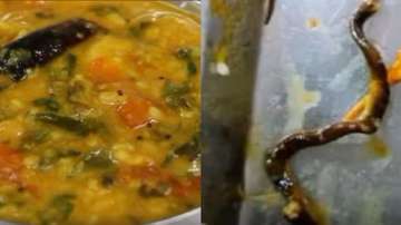 dead Snake found inside food in Hyderabad , dead Snake served at ECIL canteen, ECIL canteen Hyderaba