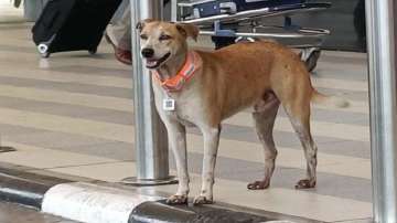 Stray dogs outside Mumbai airport get 'Aadhaar' with QR tags