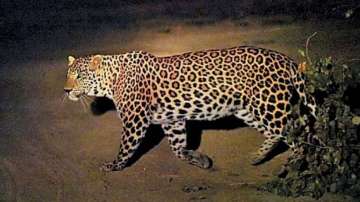 The leopard attacked some women who were going to a forest to collect fodder for their livestock.