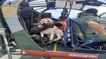 three year old dog Mady female Labrador, Indian Army, Army dog name, Army dog salary,Army dog tag, A