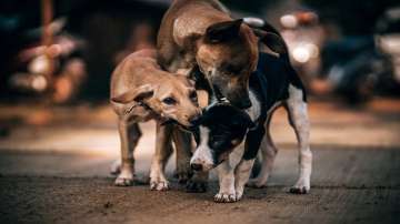 stray dog attack on 11 year old girl, girl attacked by stray dogs in Kannur, kannur girl attacked by