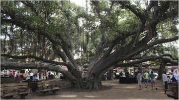 The 150-year-old Banyan tree imported from India in Maui, Hawaii