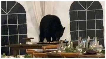 bear crashes wedding,