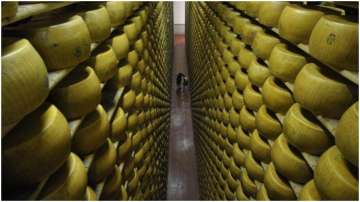A 74-year cheesemaker was crushed to death by thousands of cheese wheels in Italy.