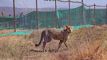 One more cheetah in Kuno National Park dies 