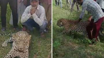 Visual of locals with leopard