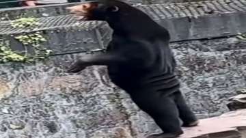 The video led to online speculation that a Chinese zoo housed a human in bear costume.