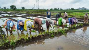 India’s kharif crop planting area rises