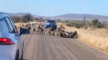 Viral video showing a leopard being attacked by 50 baboons in South Africa