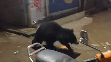 Bear roaming on the streets of Mount Abu