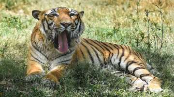 Tiger takes rest inside its enclosure at Delhi Zoological Park