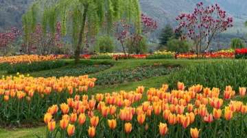 Srinagar's Tulip Garden