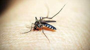 Four-year-old boy dies of dengue in Tamil Nadu