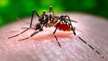 Kolkata dengue cases, dengue cases in kolkata, dengue cases, kolkata dengue death, dengue death in w
