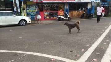 A dog attacks a child at Noida society