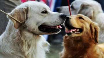 New norms for dogs in Ghaziabad