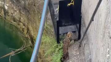 leopard cub rescue operation, WATCH VIDEO, Forest Department rescues cub, green soldiers safely resc