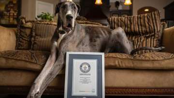 Zeus, a 3-year-old Great Dane dog, was awarded the Guinness World Record for being tallest dog in 2022