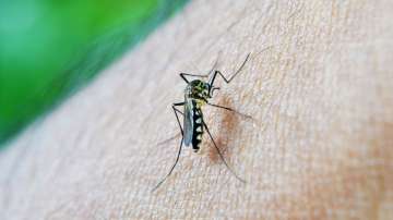 A total of 6,146 dengue cases were reported in September in Bihar