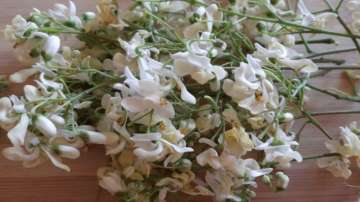  Drumstick (Moringa) Flowers Benefits