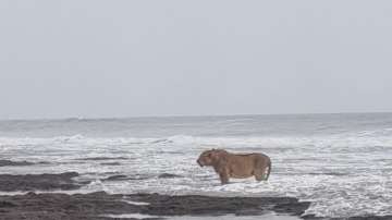 Lion amid Arabian sea waves