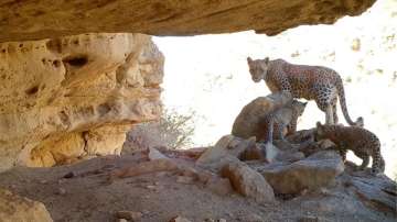 Rare Persian Leopard captured by trap camera