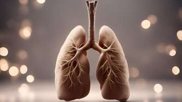 Lungs 