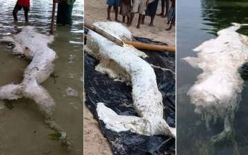 A mermaid-like creature seen at a beach in Papua New Guinea.