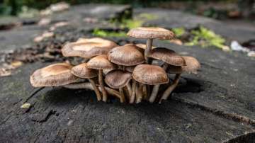 low doses of mushrooms 