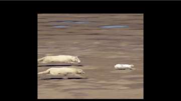 viral video, cunning wolves hunting down hare, VIDEO trending, watch video, wolves chasing hare, vir