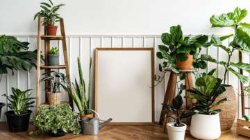 air-purifying indoor plants