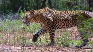 Gujarat: Leopard attacks 11-year-old during Girnar pilgrimage