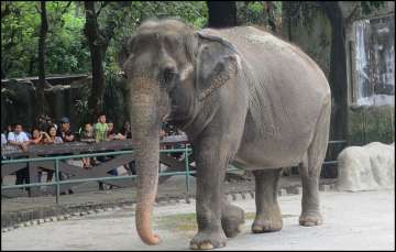 Mali, known as one of the world's saddest elephants residing in the Philippines.