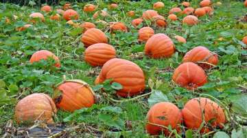 Health benefits of pumpkin