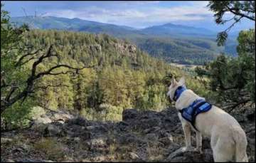 Colorado's Rocky Mountains, where the hiker's body and the surviving dog were found,