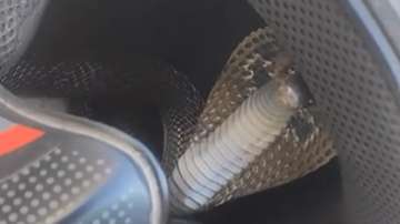 Snake found inside helmet of a person