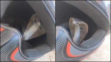 The snake hiding the helmet.