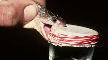 Snake Venom Drug