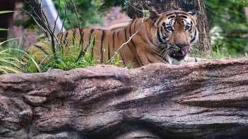 Maharashtra NEWS, TIGER KILLS elderly woman, 60 year old woman KILLED, tiger brutally attacked woman