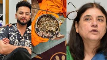 Bigg Boss winner Elvish Yadav (Left), snake recovered from the rave party (Centre) and Maneka Gandhi