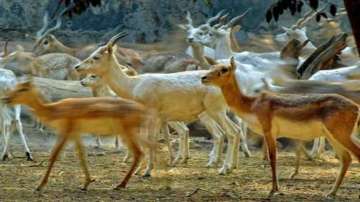 Four-horned antelopes