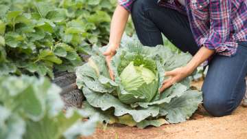 cabbage in a farm