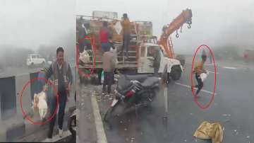 People robbed the chicken-laden vehicle as it met an accident on Agre Expressway