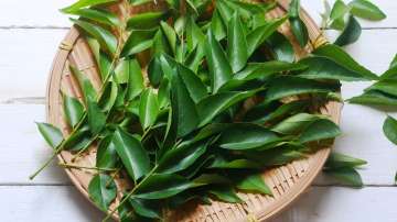 Curry Leaves