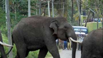 Jharkhand news, Two women trampled to death by elephant, elephant kills women in jharkhand, Simdega 